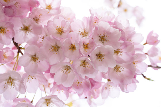 The Magical Time of Spring...A Vibrant Time of Renewal